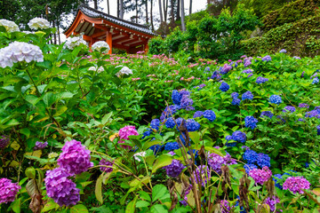 6月に京都府宇治市の三室戸寺で見た、紫色やピンク色の紫陽花