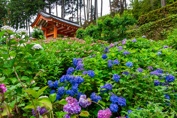 Fototapeta na wymiar 6月に京都府宇治市の三室戸寺で見た、紫色やピンク色の紫陽花
