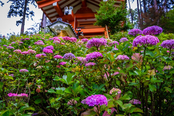 Fototapeta na wymiar 6月に京都府宇治市の三室戸寺で見た、ピンクや紫色の紫陽花