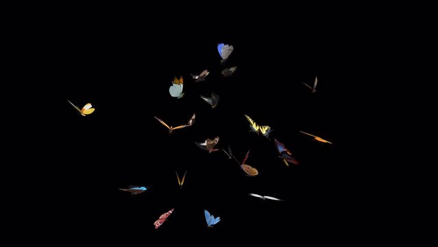 Swarm of Colorful Butterflies - 4K Flying Loop - LS View - II - Realistic cinematic 3D animation isolated on transparent background with alpha channel