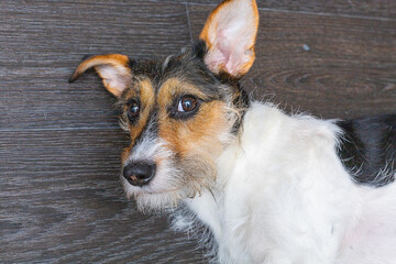 Jack Russell Terrier stands on its hind legs close-up. The dog in brown collar put its paw on the man's leg. Pet and owner top view photo.