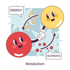 Endocrine system function. Cellular metabolism. Biochemical reaction in human body cells that produce the energy. Metabolic pathway. Flat vector illustration