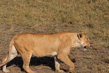 Lioness (Panthera leo) walking in savannah in Serengeti national park, Tanzania