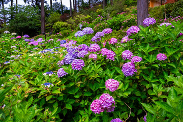 Fototapeta na wymiar 京都市の藤森神社で6月に見た、ピンクや紫色の紫陽花