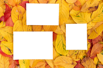 Naklejka na ściany i meble Vertical and horizontal white blank frames lie on the background of yellow leaves