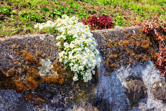 White aubretia flowers in garden at spring