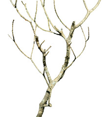 branches of a tree isolated