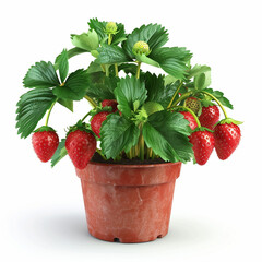 The potted strawberries have borne fruit