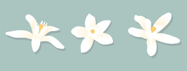 White citrus mandarin flowers. Design elements on isolated background. 