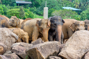 Fototapeta premium Elephant nursery on the island of Sri Lanka in Pinnawala.