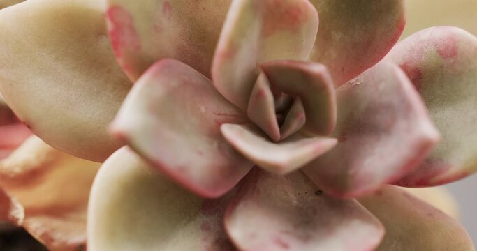Close-up of a succulent plant showing its fleshy leaves with a soft pink hue, with copy space