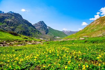 Himalayas Landscape the mountains view from the top of Sonmarg, Kashmir valley in the Himalayan region Nepal. Meadows, alpine trees, Wildflowers and snow on mountain. Asian travel and nature in India.