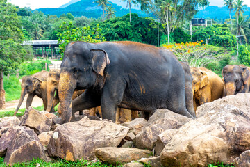 Fototapeta premium Elephant nursery on the island of Sri Lanka in Pinnawala.
