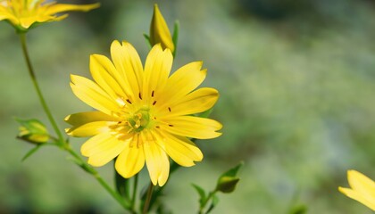 Stellaria holostea flower