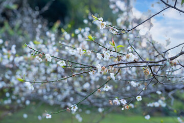 Spring blossoming spring flowers on a plum tree, Plum blossoms flower, plum flower. White plum flowers on the tree in morning. landscape view. Copy space