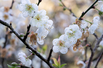 Selective focus of beautiful branches of plum blossoms on the tree in sunrise, plums or prunes bloom white flowers in early spring in nature.plum blossom flower, plum flower