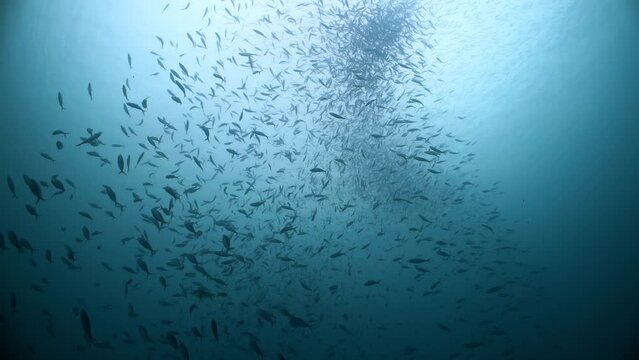 Huge school of fish swim and move in unison in response to predatory attacks in open blue water