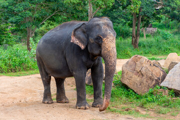 Elephant nursery on the island of Sri Lanka in Pinnawala.