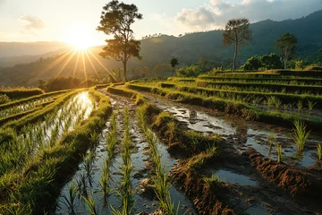 Tuinposter rural landscape with rice terraced fields on mountain slopes © Evgeny