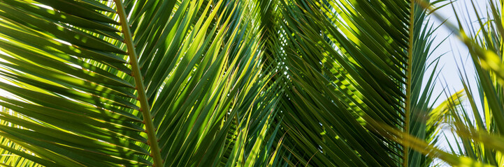 Panoramic image. Closeup Palm leaves in summer