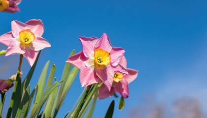 pink daffodil flower in the garden, with copy space