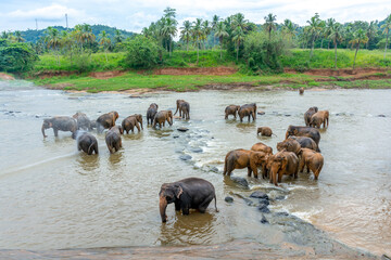 Elephant nursery on the island of Sri Lanka in Pinnawala.