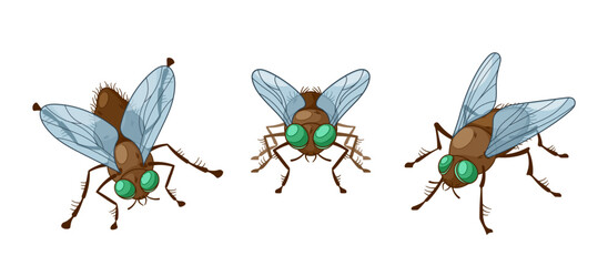 Insect Flies Front and Top View. Agile, Winged Arthropods With Six Legs And Compound Eyes., Play Crucial Roles