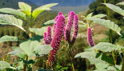 Amaranth flower field in natural background