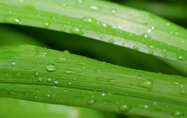 Green Leaves of Hemerocallis