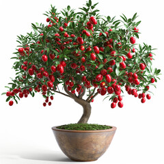 The potted jujube trees are covered with red dates