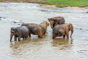 Elephant nursery on the island of Sri Lanka in Pinnawala.