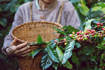 Farmer with basket in hand to harvest coffee beans - obrazy, fototapety, plakaty