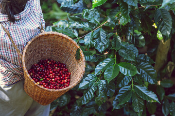Red coffee beans in the basket