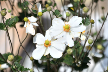beautiful flower - 705543750