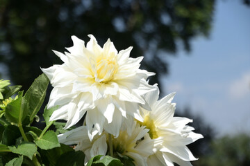 beautiful flower - 705545926