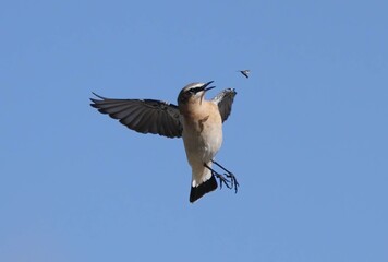 Capturing the dynamic moment of a Northern Wheatear in flight with an open beak to catch an insect.