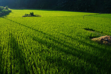 Photo view of rice fields with green rice plants