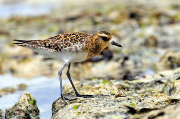 Pazifischer Goldregenpfeifer, Sibirischer Goldregenpfeifer // Pacific golden plover (Pluvialis fulva)