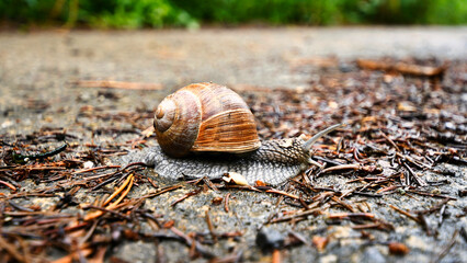 Schnecke mit Schneckenhaus, auf dem Boden mit Tannennadeln, bodennahe Perspektive, Makro
