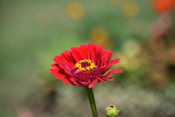 beautiful flower - 705548131