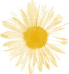 chamomile flower, isolated on white background