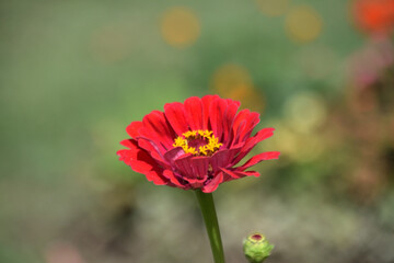 beautiful flower - 705548510