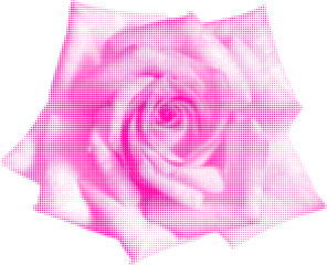 flower rose pink bud, isolated on white background
