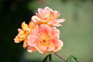 beautiful flower - 705548760