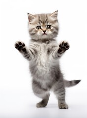 Fototapeta premium A small grey kitten posing against a pure white background, pet photo