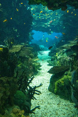 Fototapeta na wymiar Fish and coral in the aquarium with marine water. Vertical image