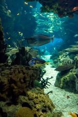 Fish and coral in the aquarium with marine water. Vertical image