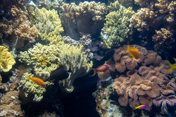 Fish tank with marine water full of colorfull fishes