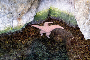 Common Starfish, Asterias rubens in a strange position on a beach or on rocks