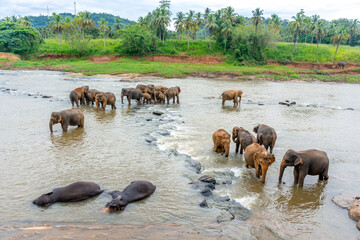 Elephant nursery on the island of Sri Lanka in Pinnawala.